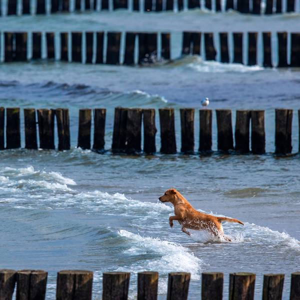 Hund am Wasser Symbol
