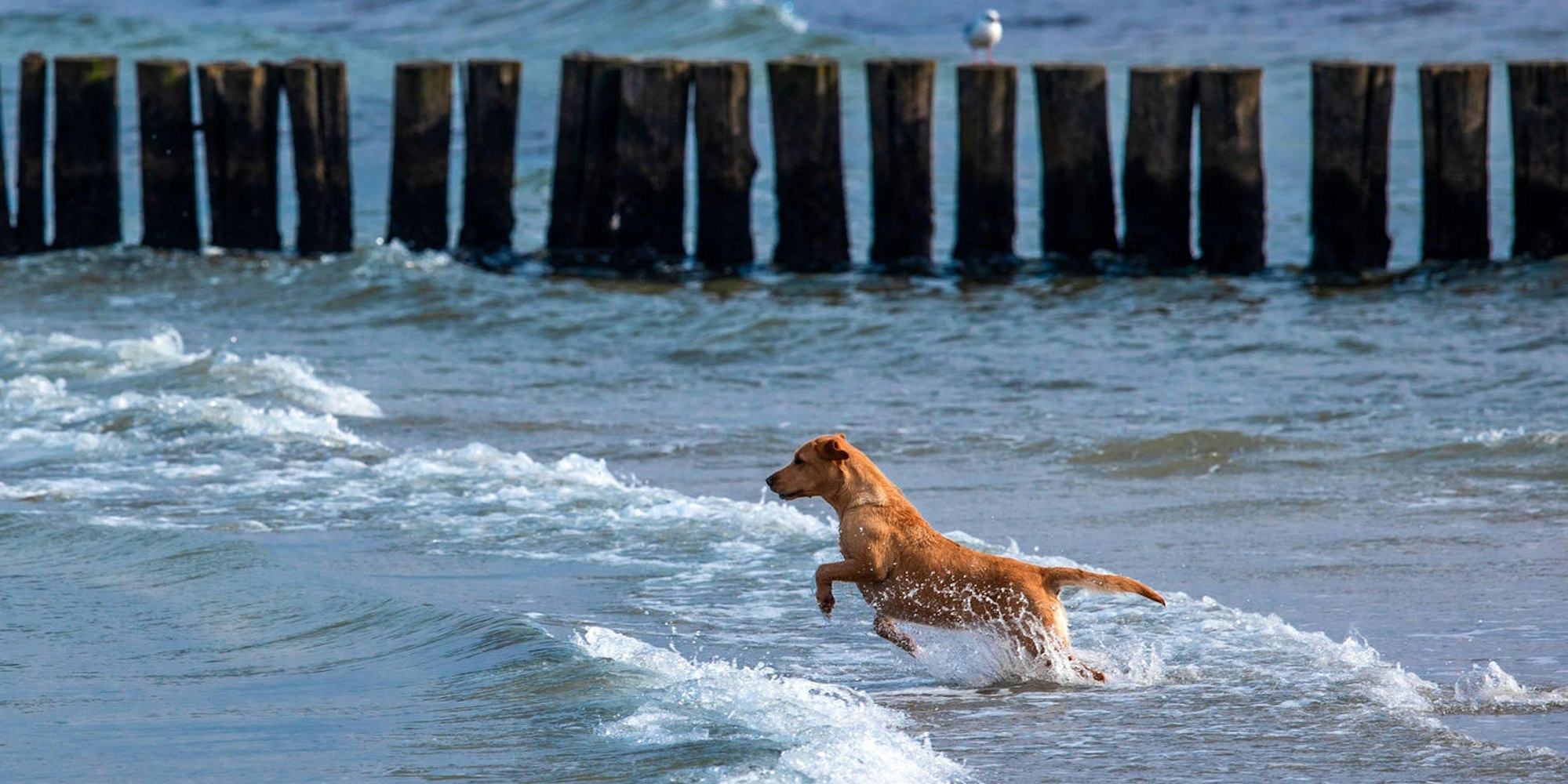 Hund am Wasser Symbol