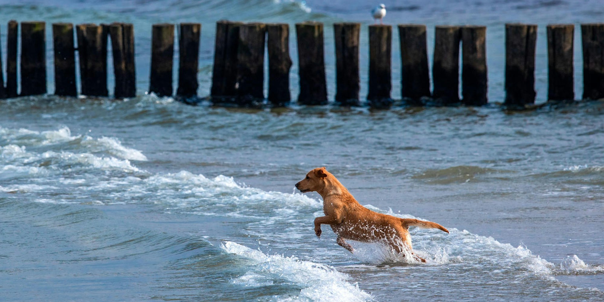 Hund am Wasser Symbol