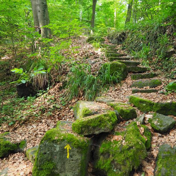 Osteifel_SVL_08-Hohe Buche