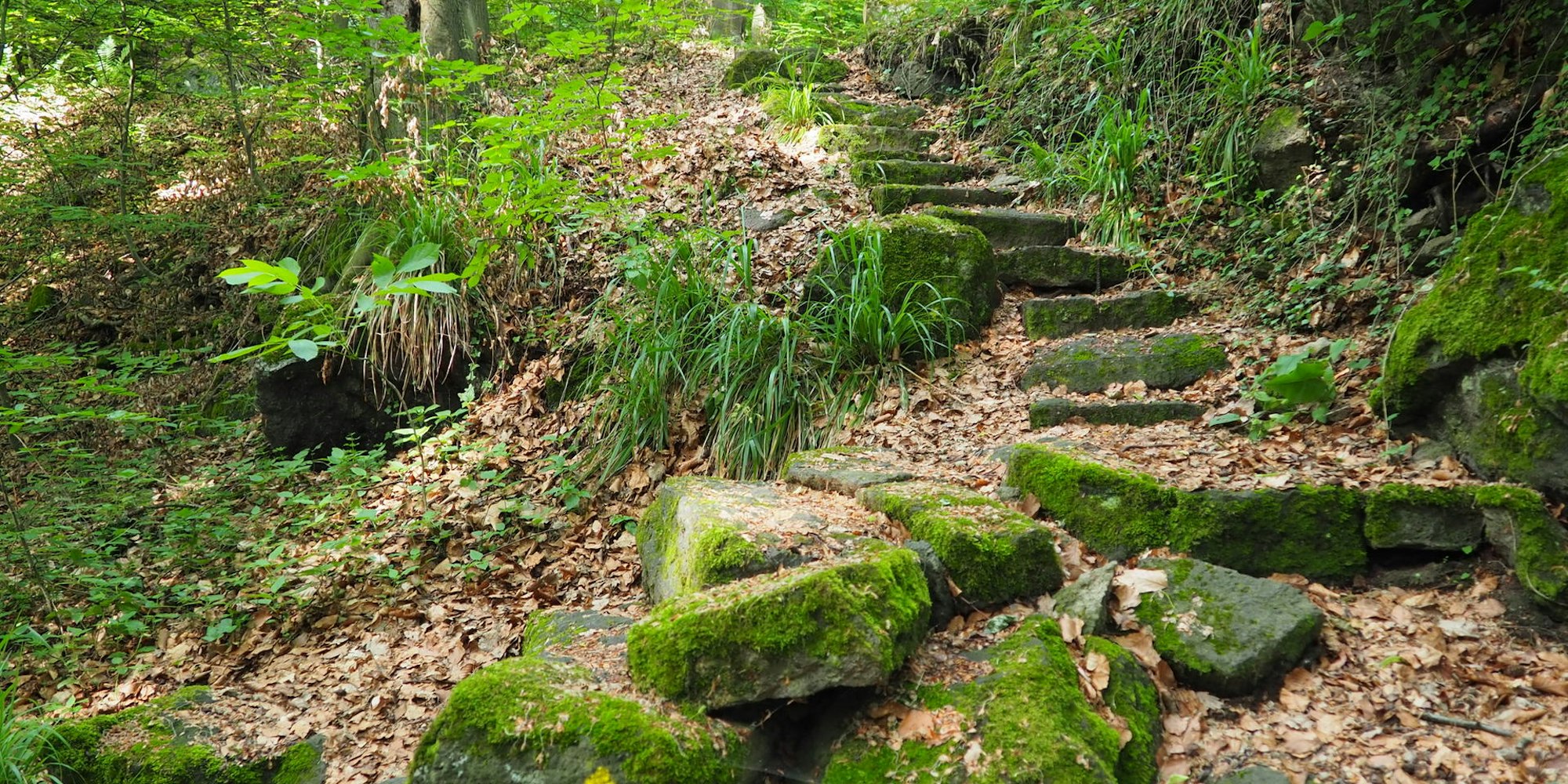 Osteifel_SVL_08-Hohe Buche