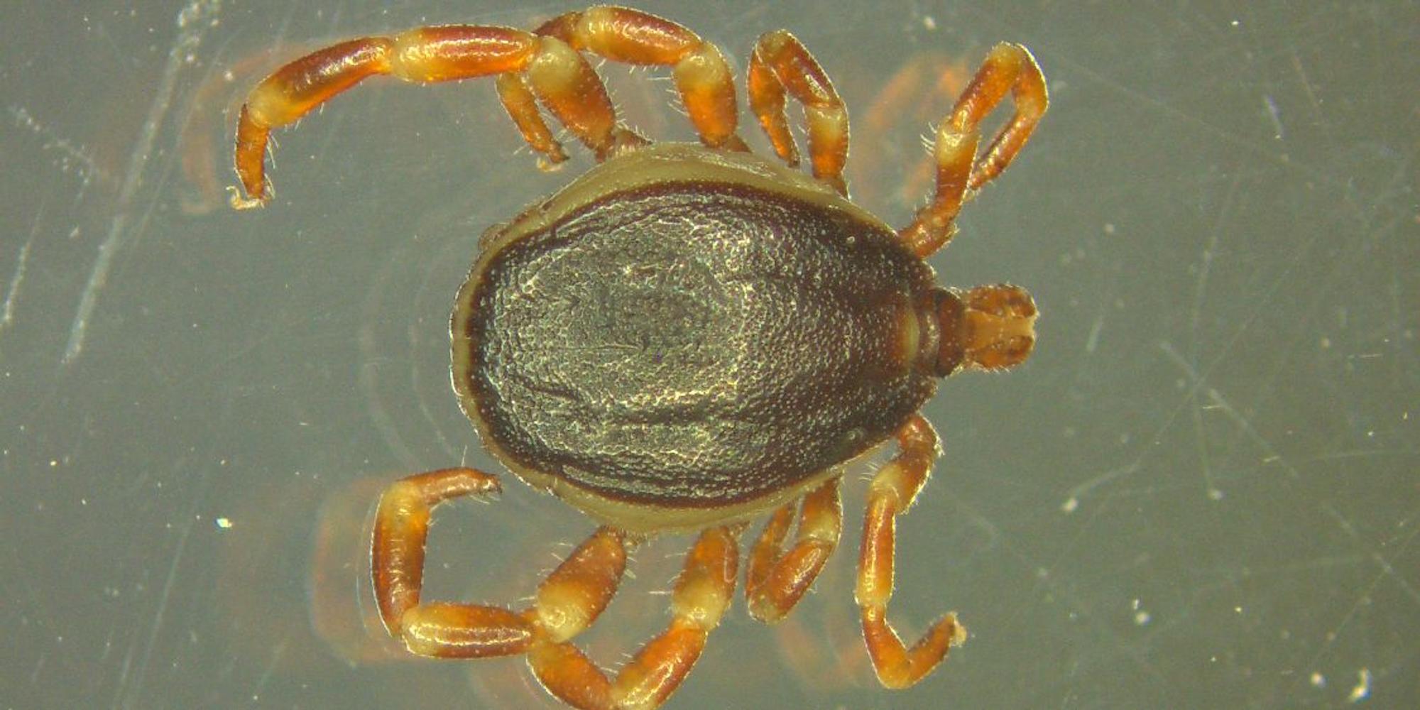 Hyalomma-Zecke