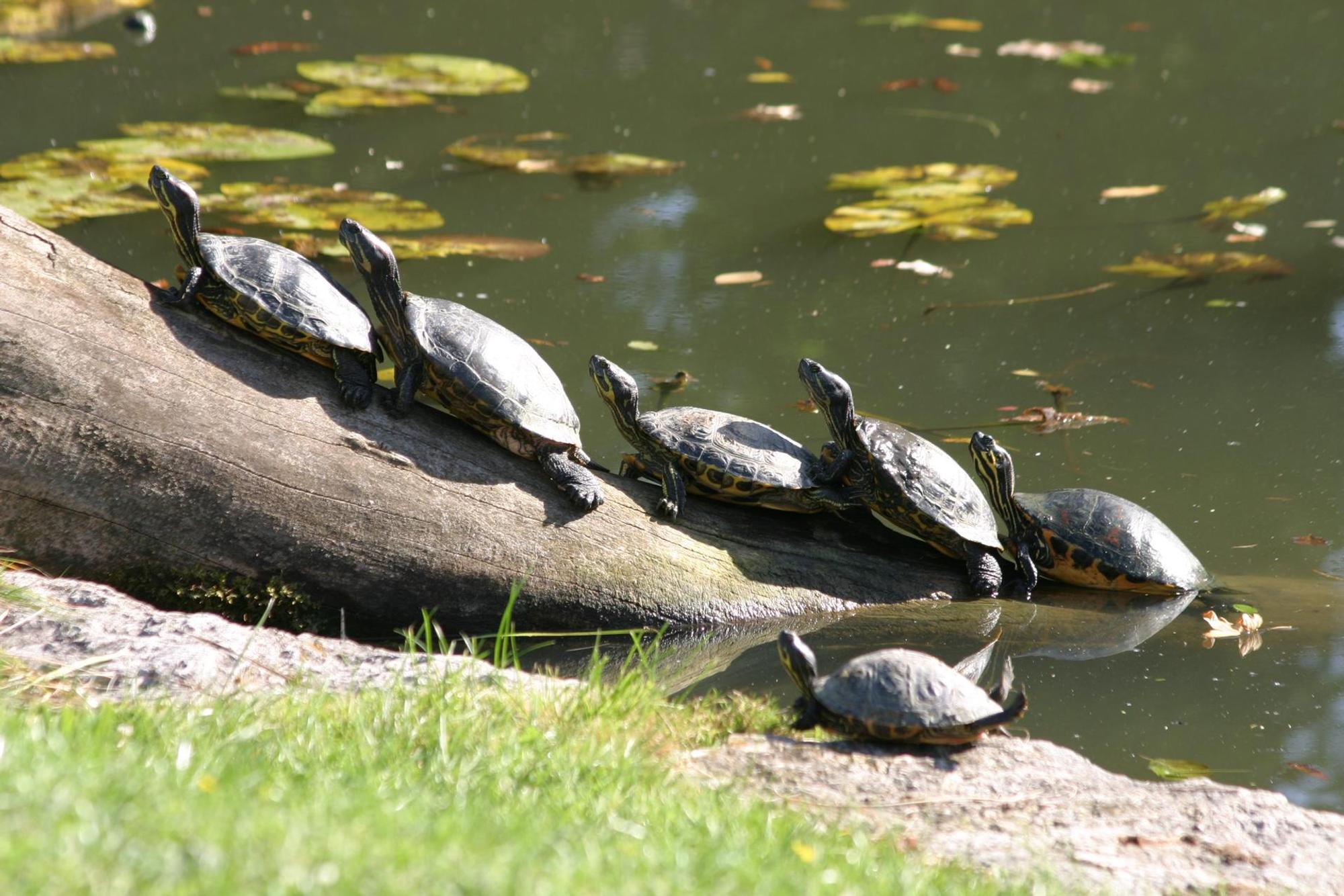 schildkröten