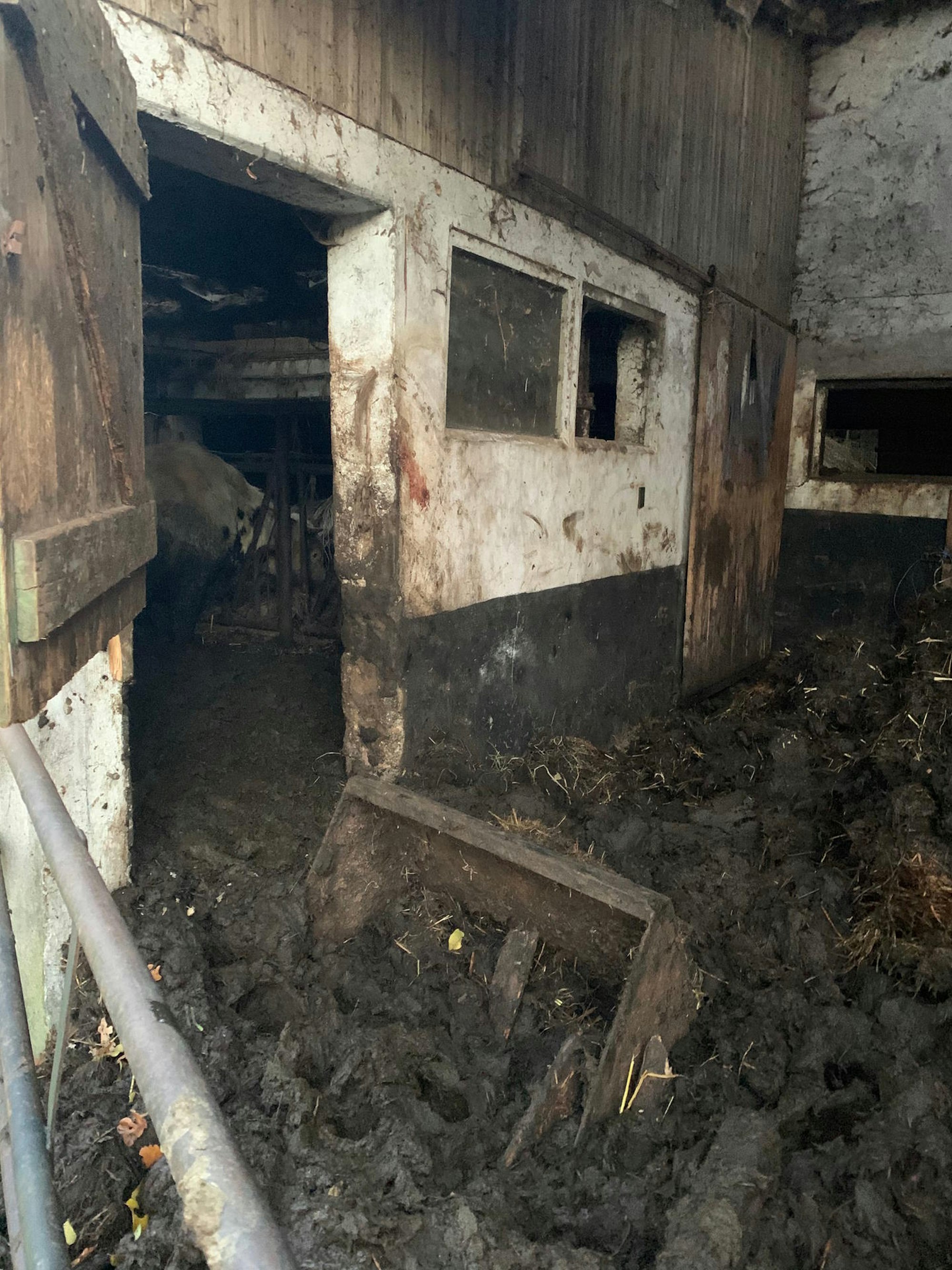 2019-11-30-Kuehe-Stall-Hennef-F787D24D-c-PETA-D