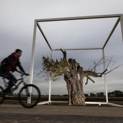 Linde in Vitrine Kunst