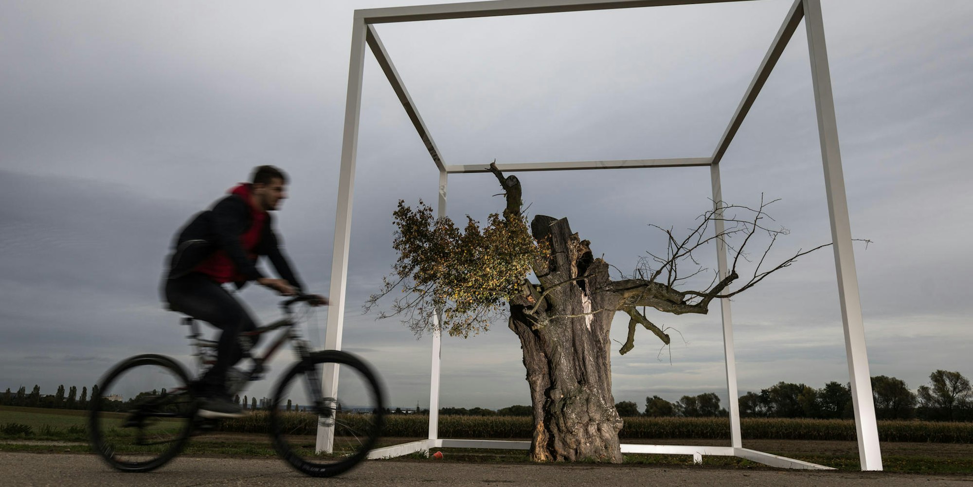 Linde in Vitrine Kunst
