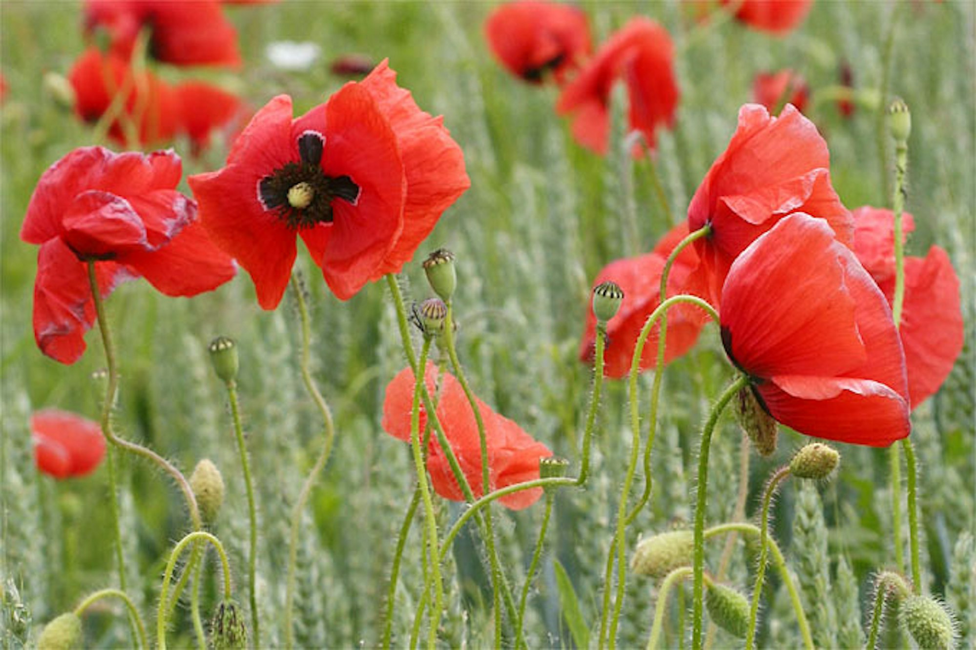 nabu-klatschmohn-helge-may7