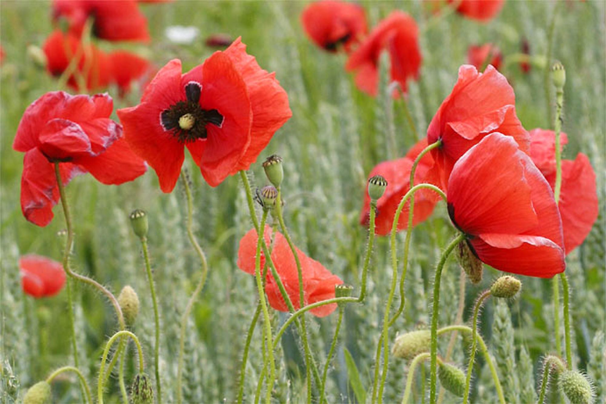 nabu-klatschmohn-helge-may7