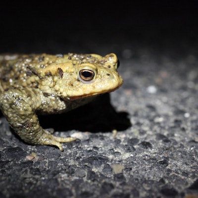 MDS-KR-2020-04-28-71-160643978