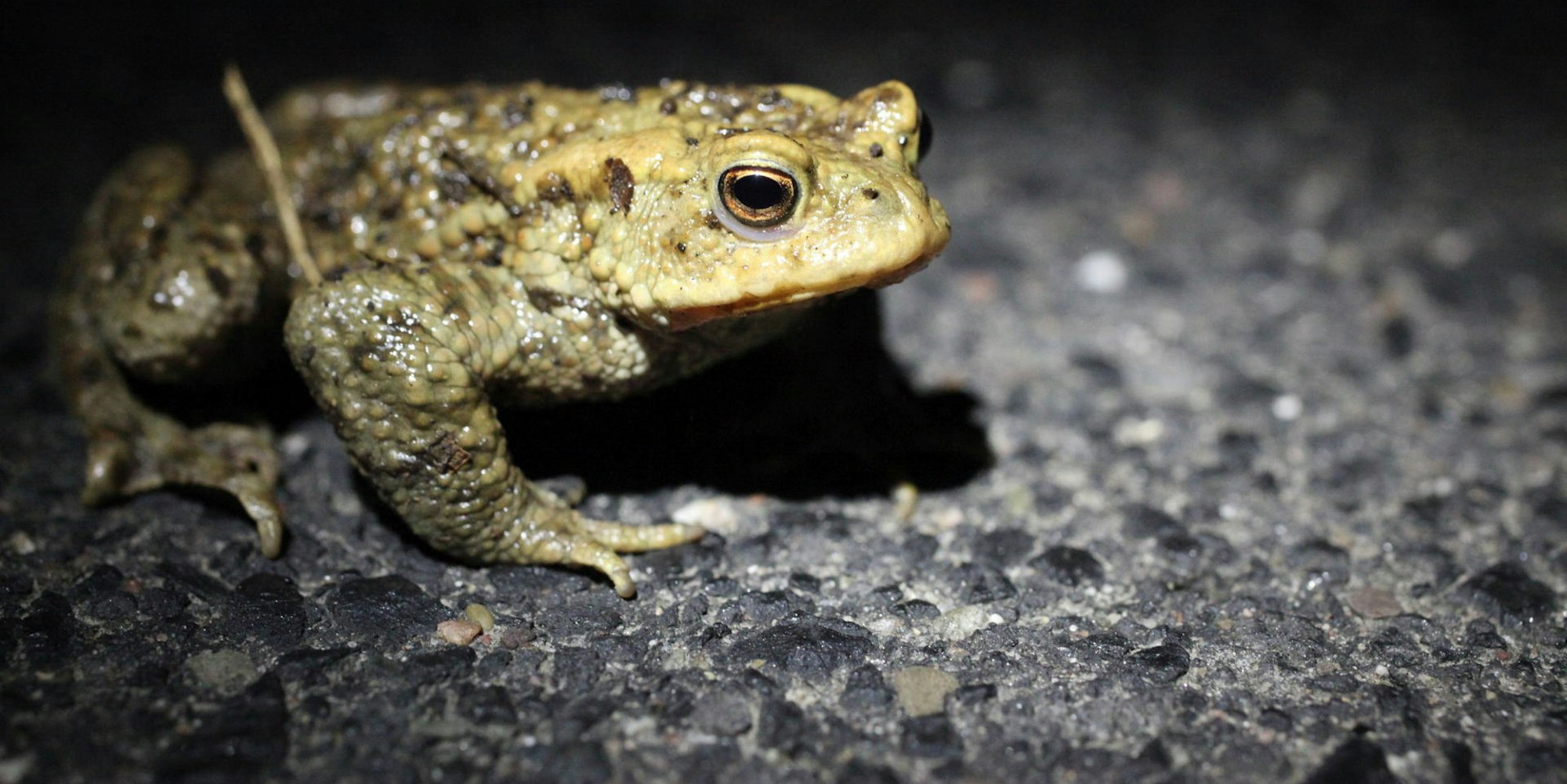 MDS-KR-2020-04-28-71-160643978