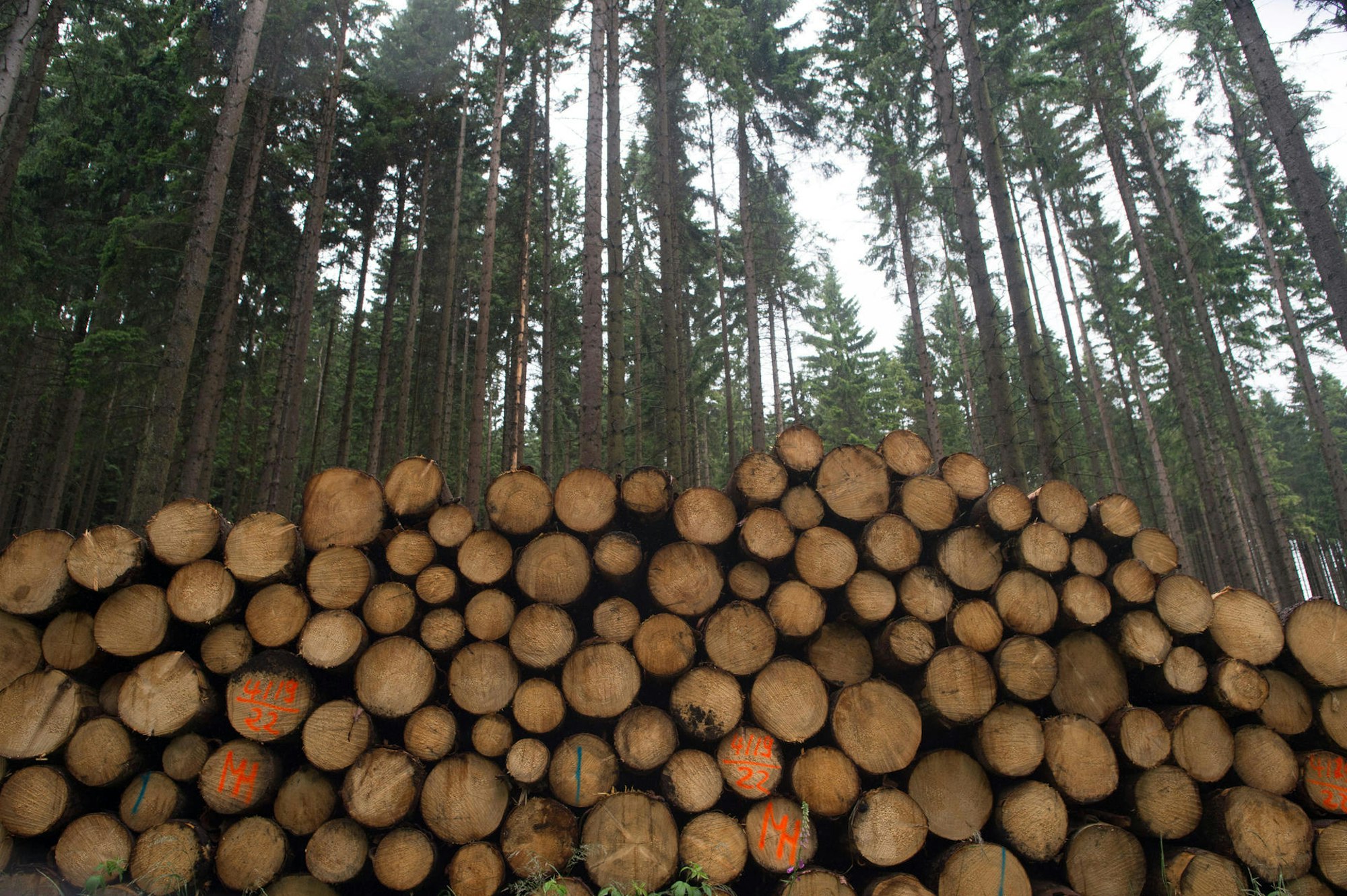 waldserie fichten