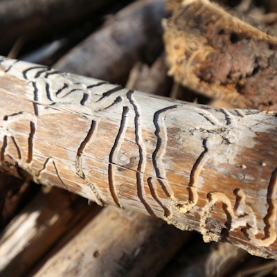 borkenkaefer_spuren_und_faellungen