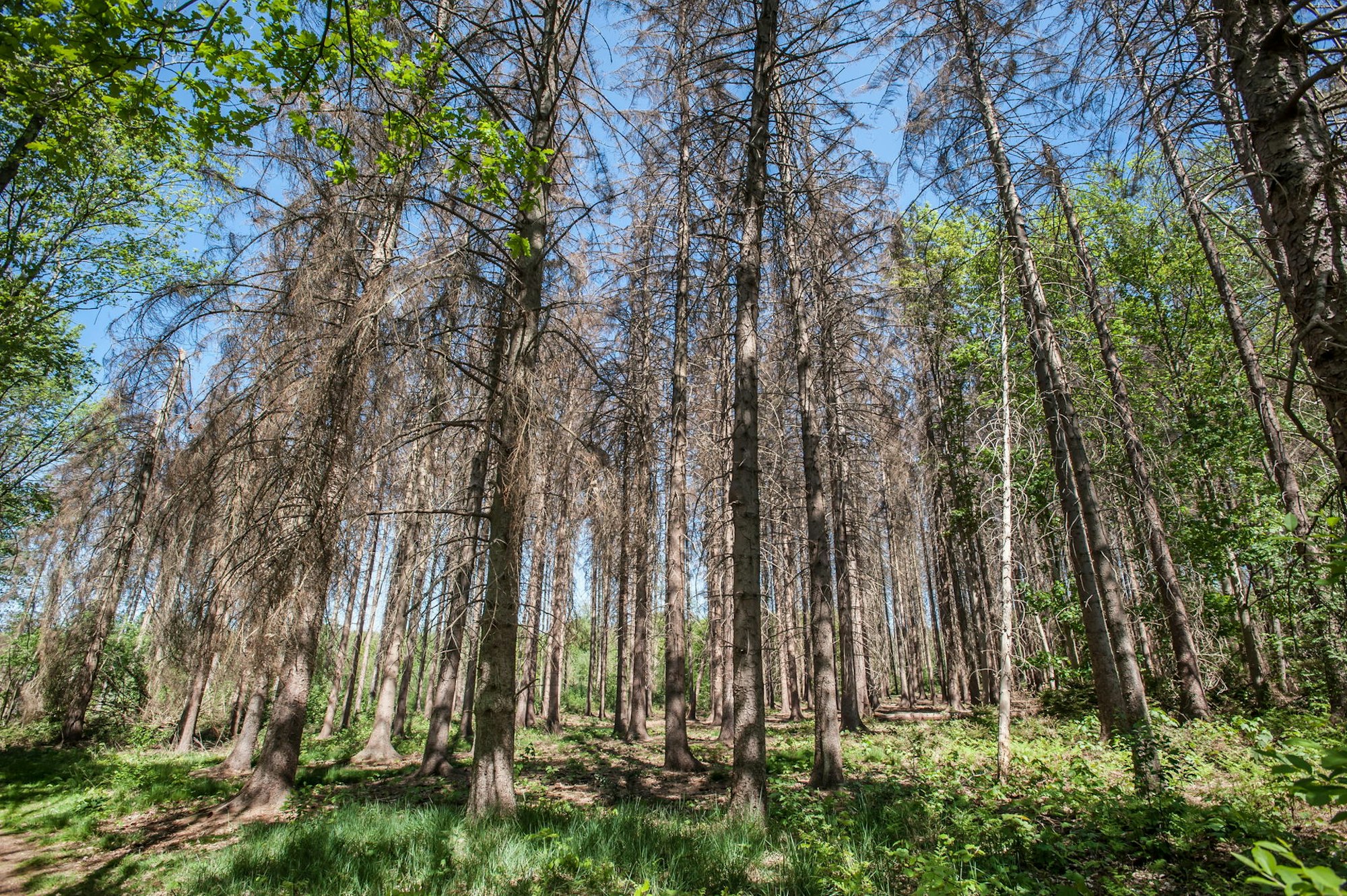 leverkusen-buergerbusch-_ALF_0621