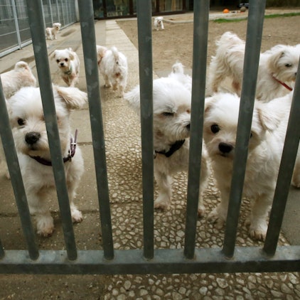 tierheim hunde hinter gitter 18416