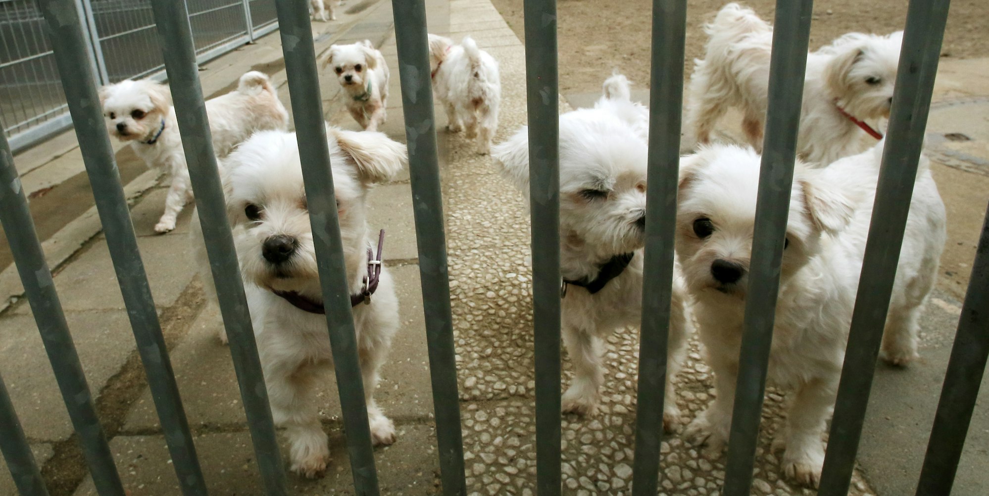 tierheim hunde hinter gitter 18416