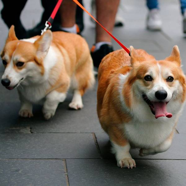 Corgis Symbol 120922
