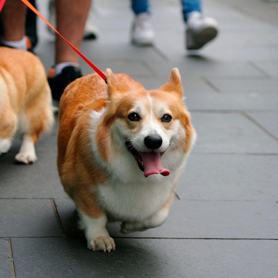 Corgis Symbol 120922