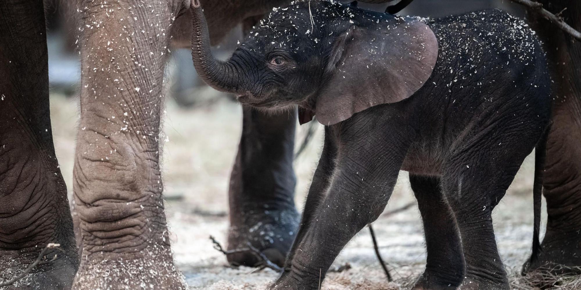 Tsavo 1