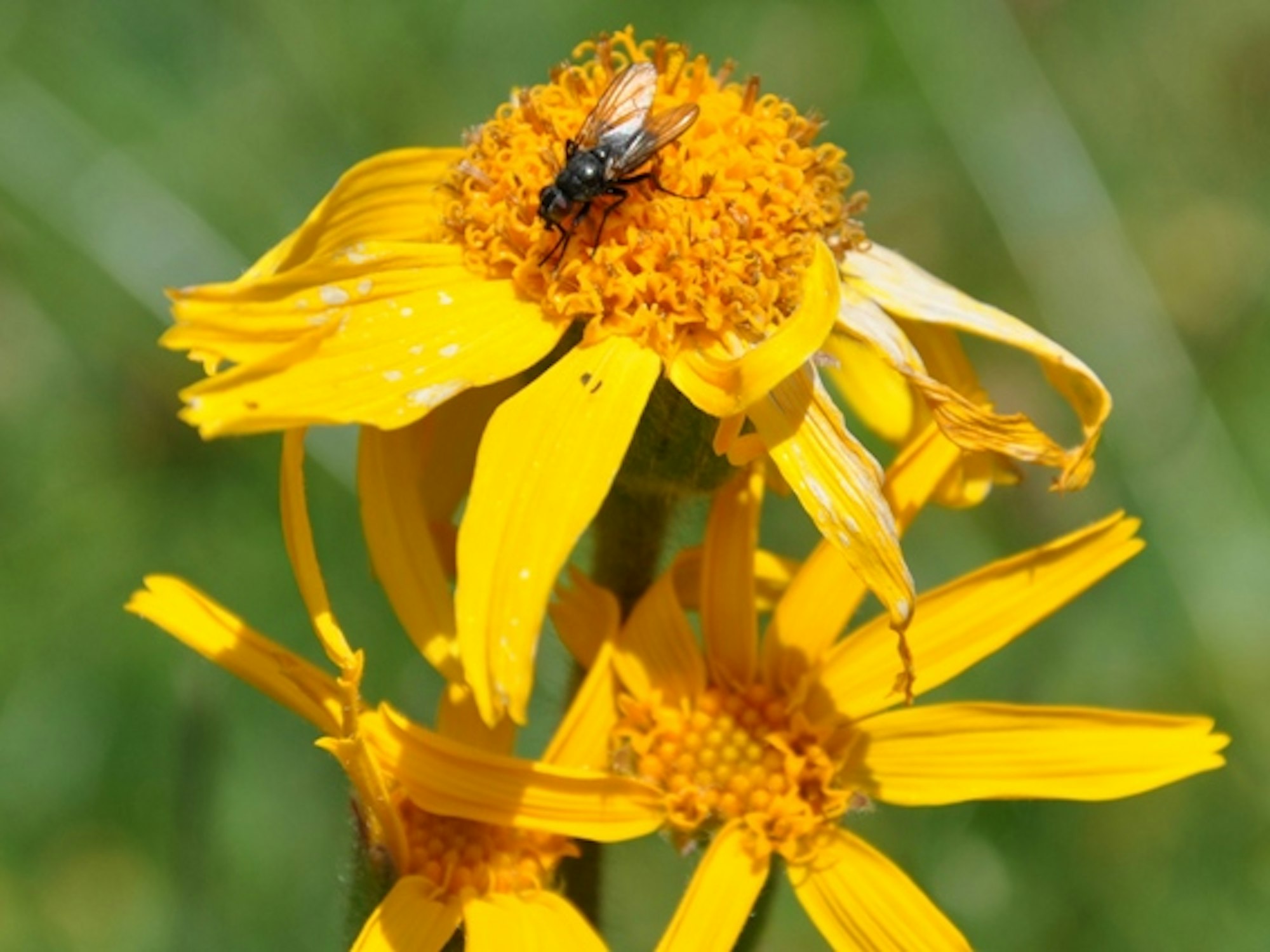 Pflanzen_erobern_Ber_58239222