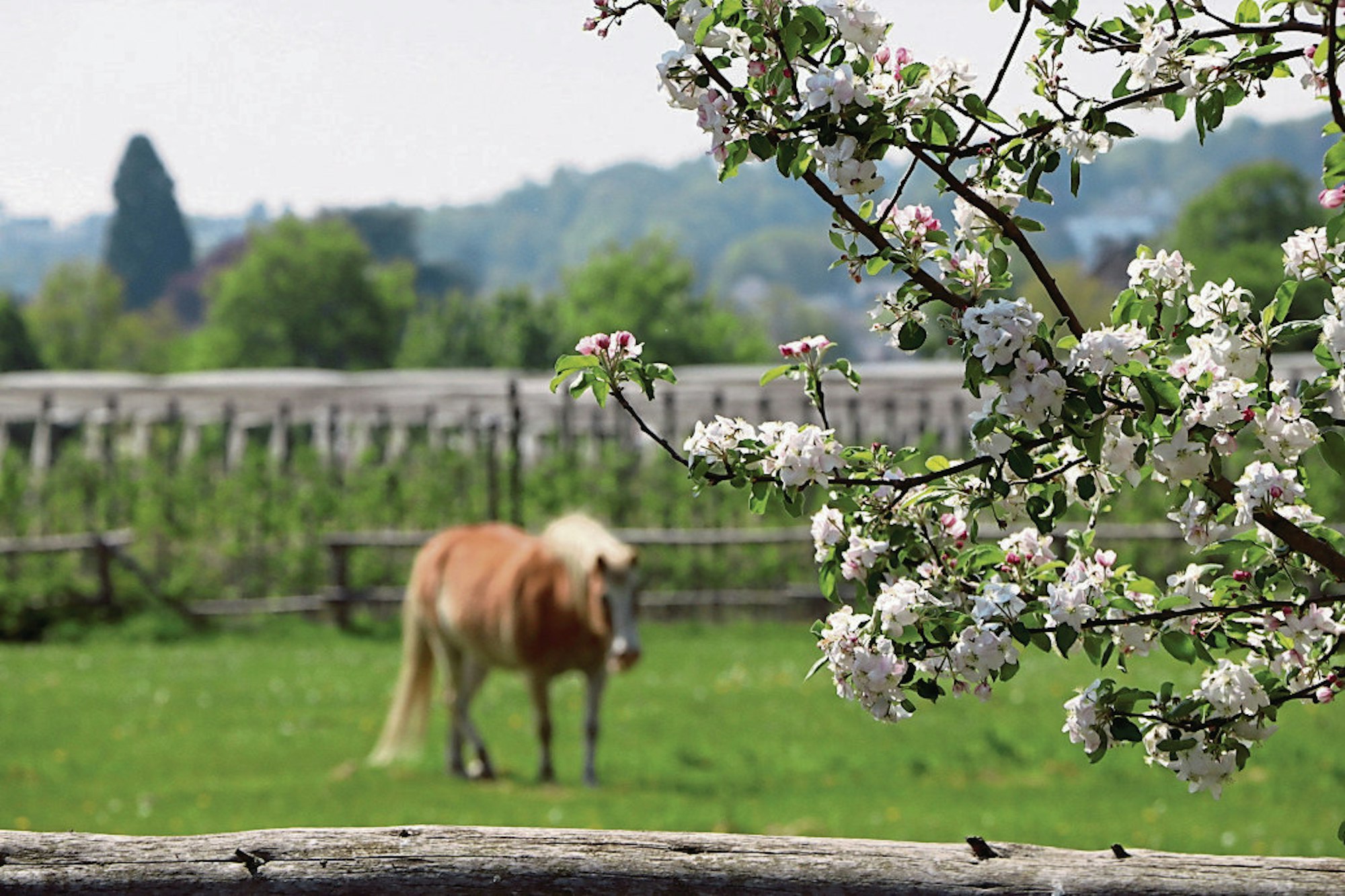 Bornheim_Frühlingserwachen