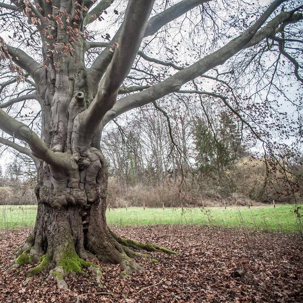blutbuche-schlosspark-leverkusen_ALF_6878