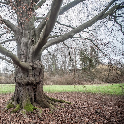 blutbuche-schlosspark-leverkusen_ALF_6878