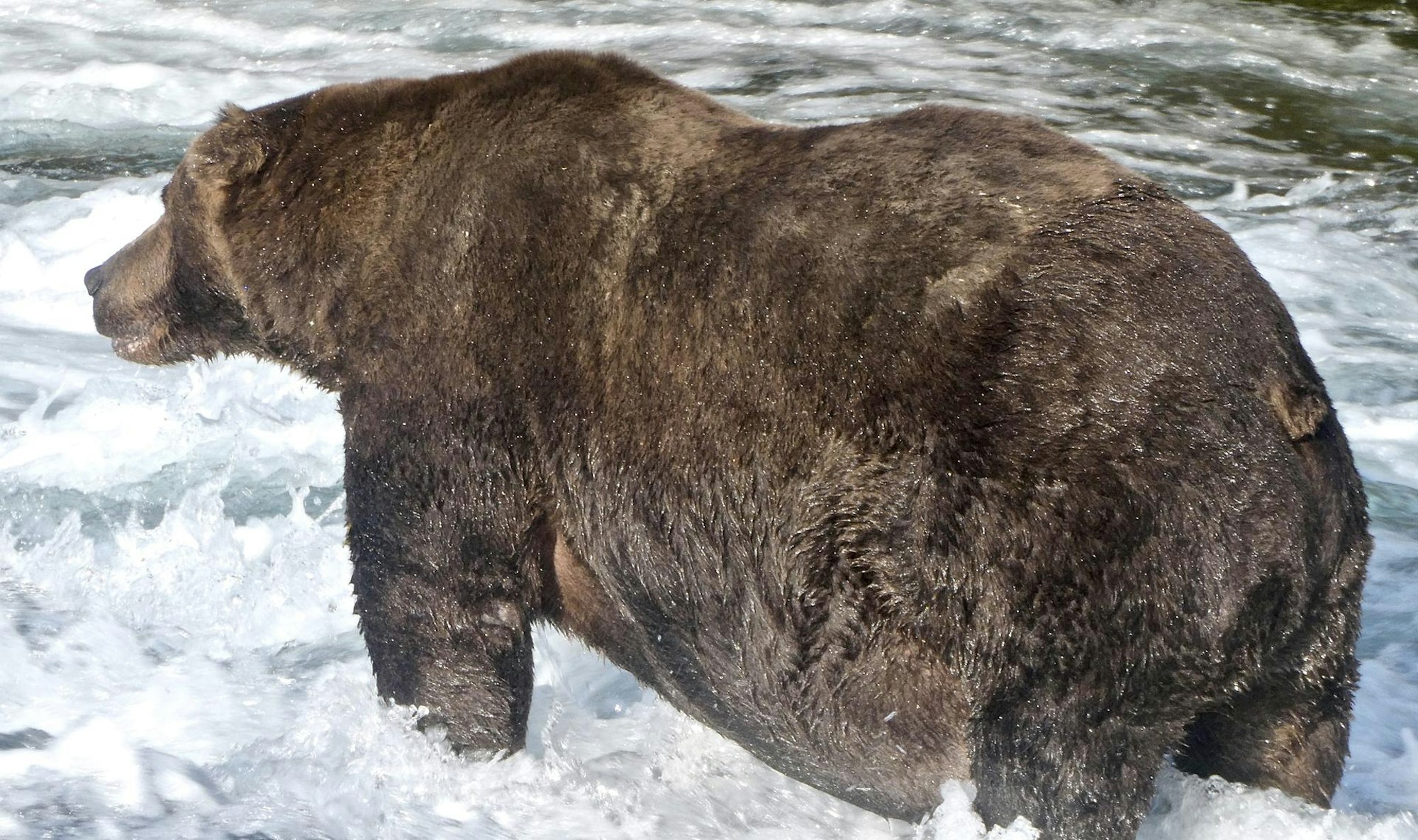 Bär 747 1