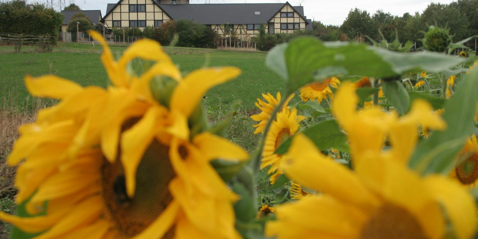 Heimatcheck Bergheim-Glessen