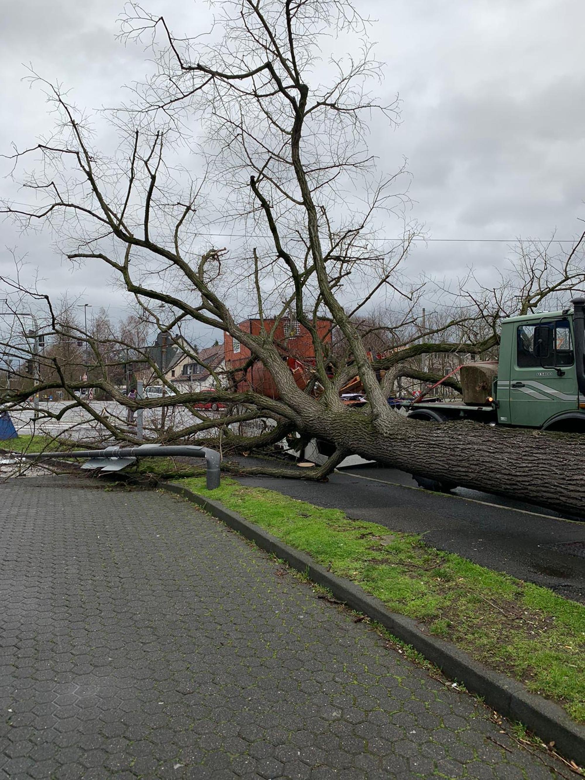 Baum Flittard