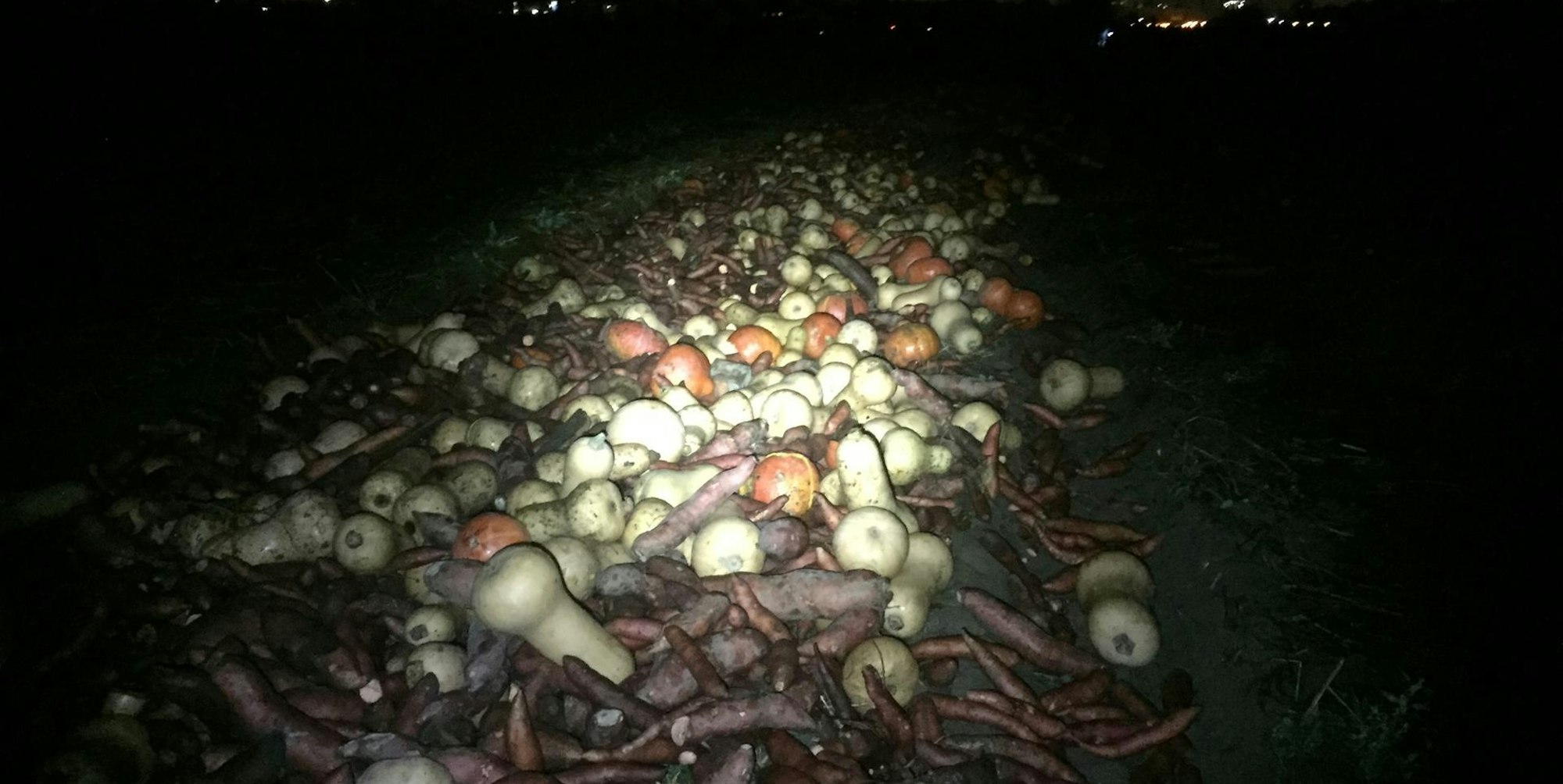 Kürbisse Hof Fuchs 2