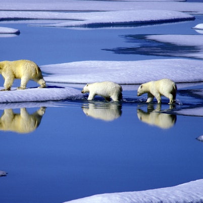 Arktis Eisbär PA 110822