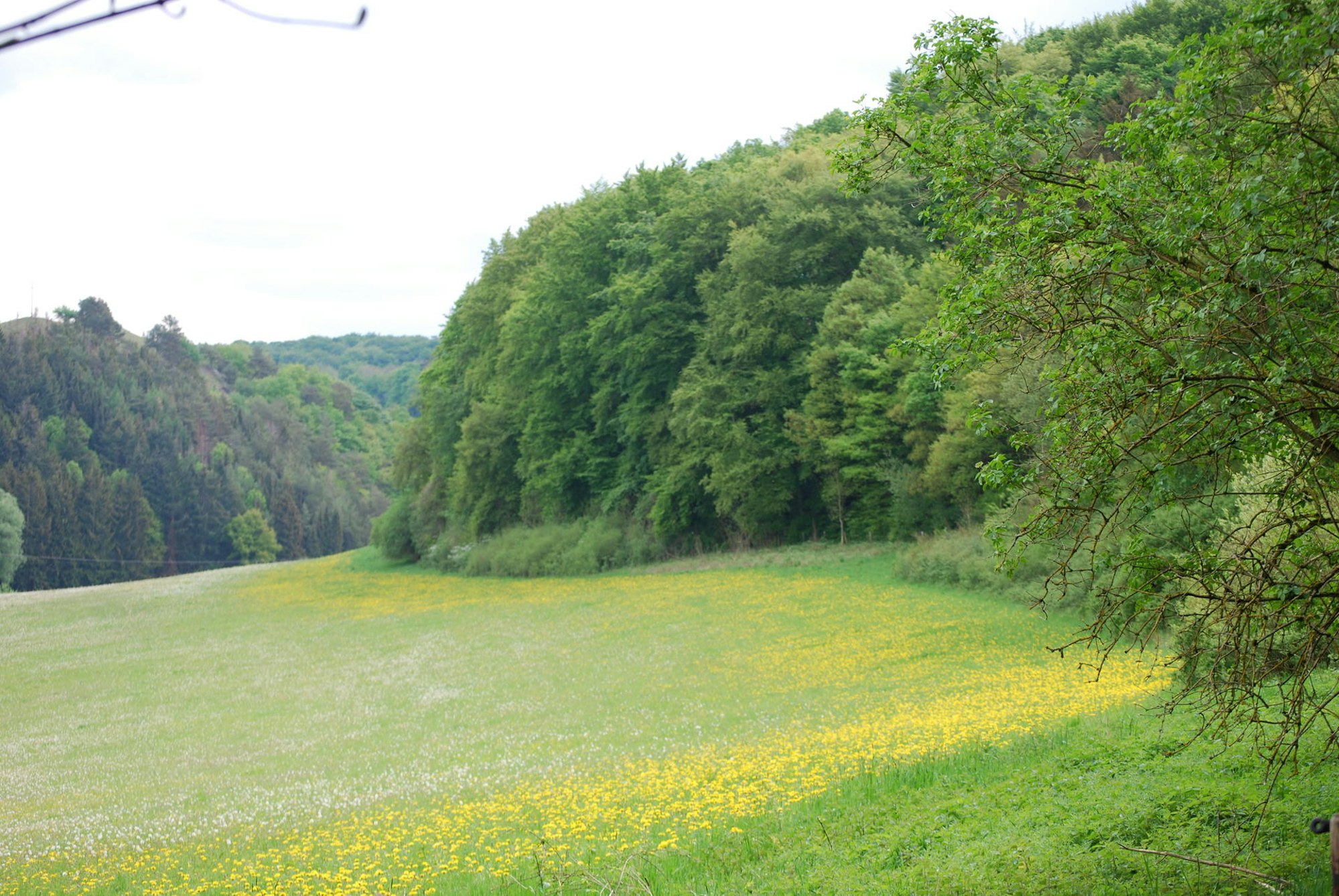 abc19_JPG_Roemerkanal_Wiese