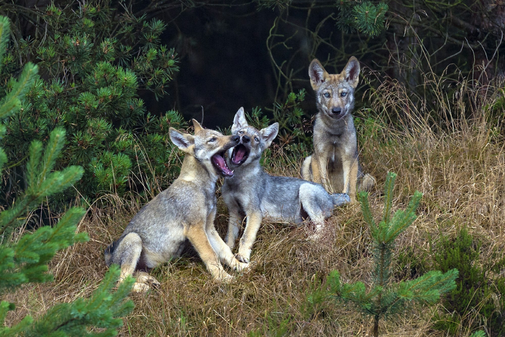 gomille2671-wildwolvesNEW3-online