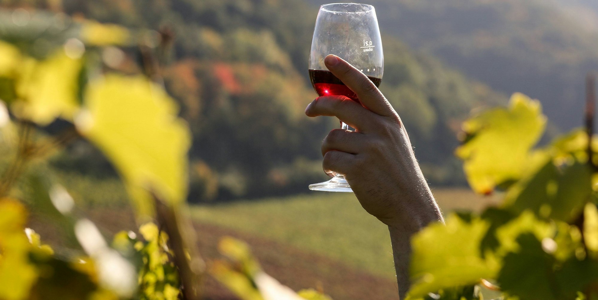 Ahr Weinprobe Wein imagoEibner