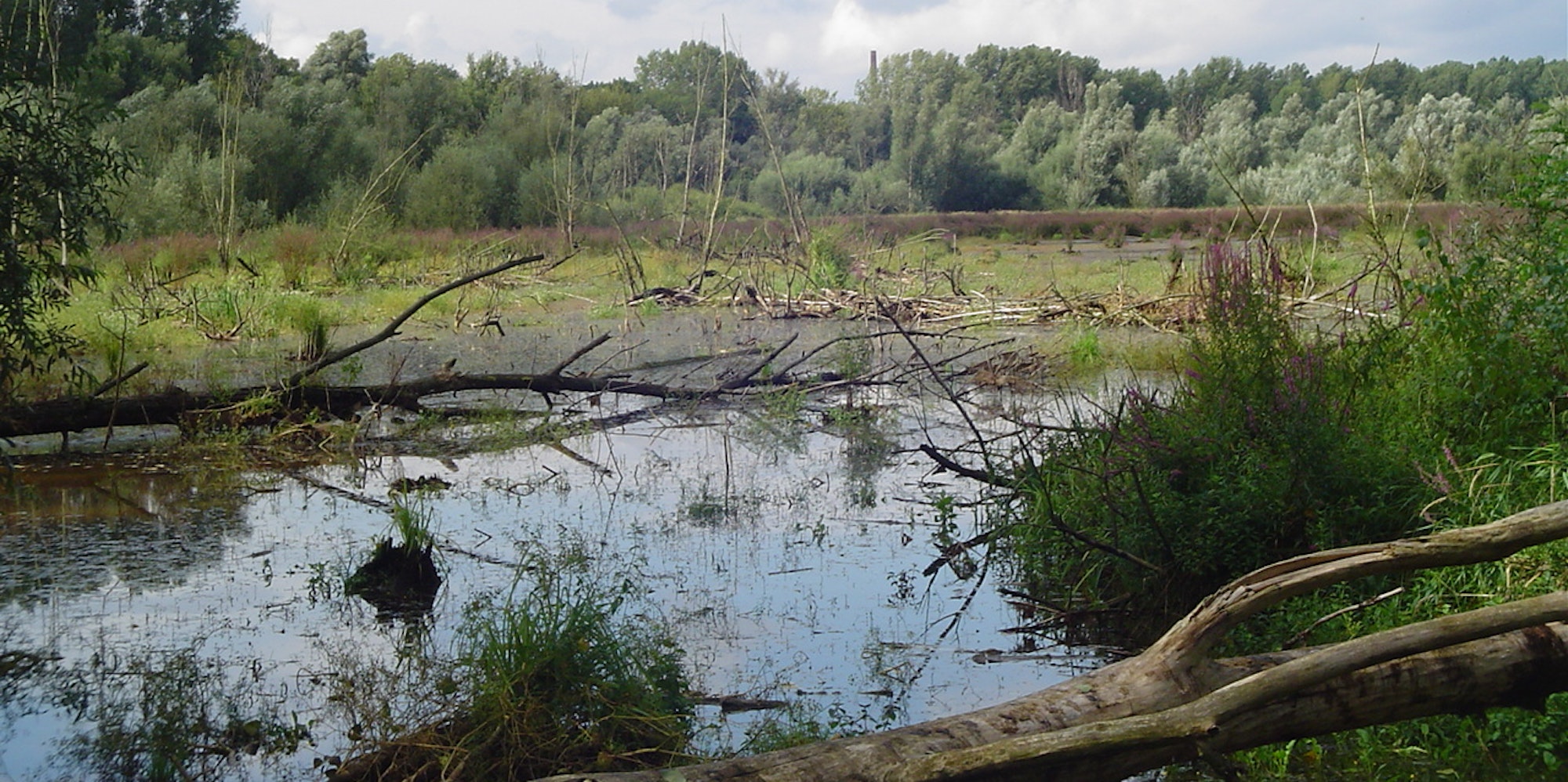 Worringerbruch07 Wiki Commons A.Savin CC 3.0