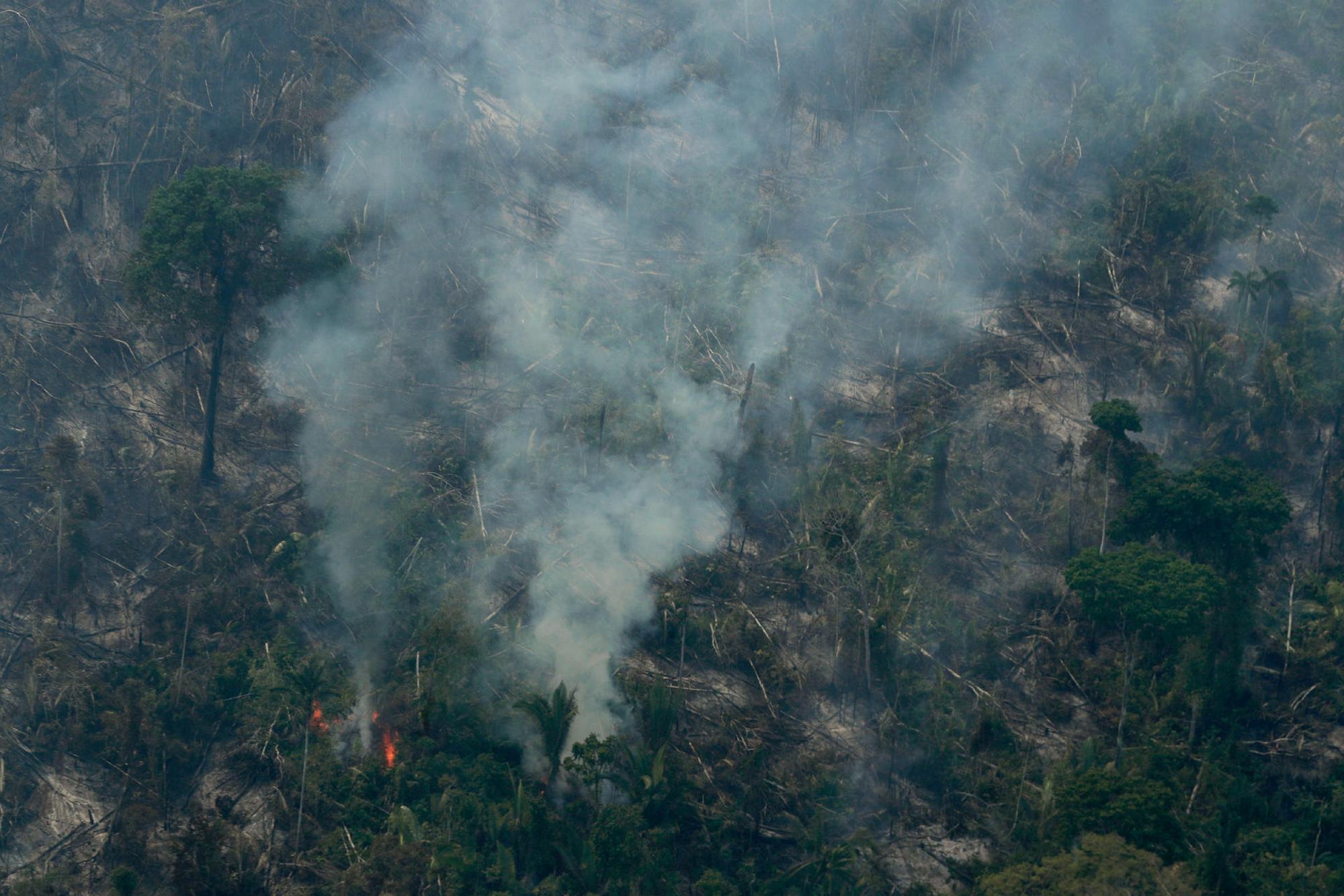amazonas brand wald