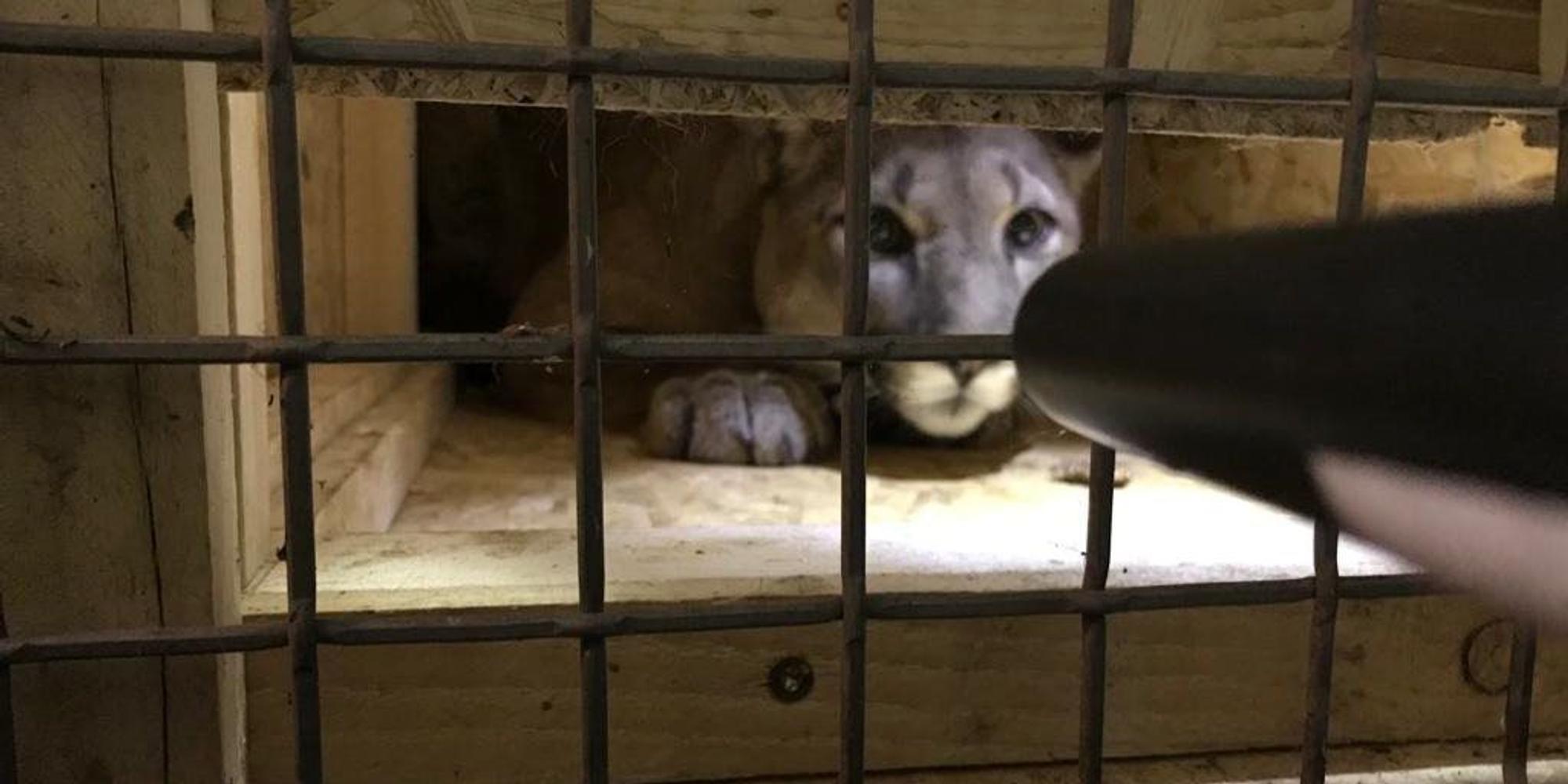 Puma im Auto