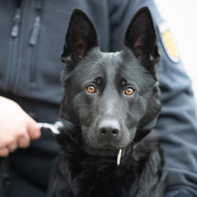 Handyspuerhund_Emily_68476716