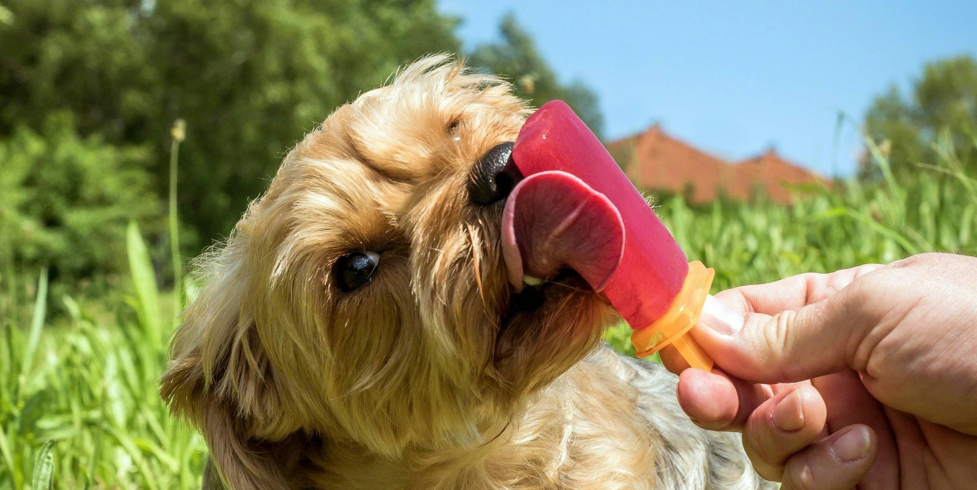 Eis Hund imago McPhoto72053919h