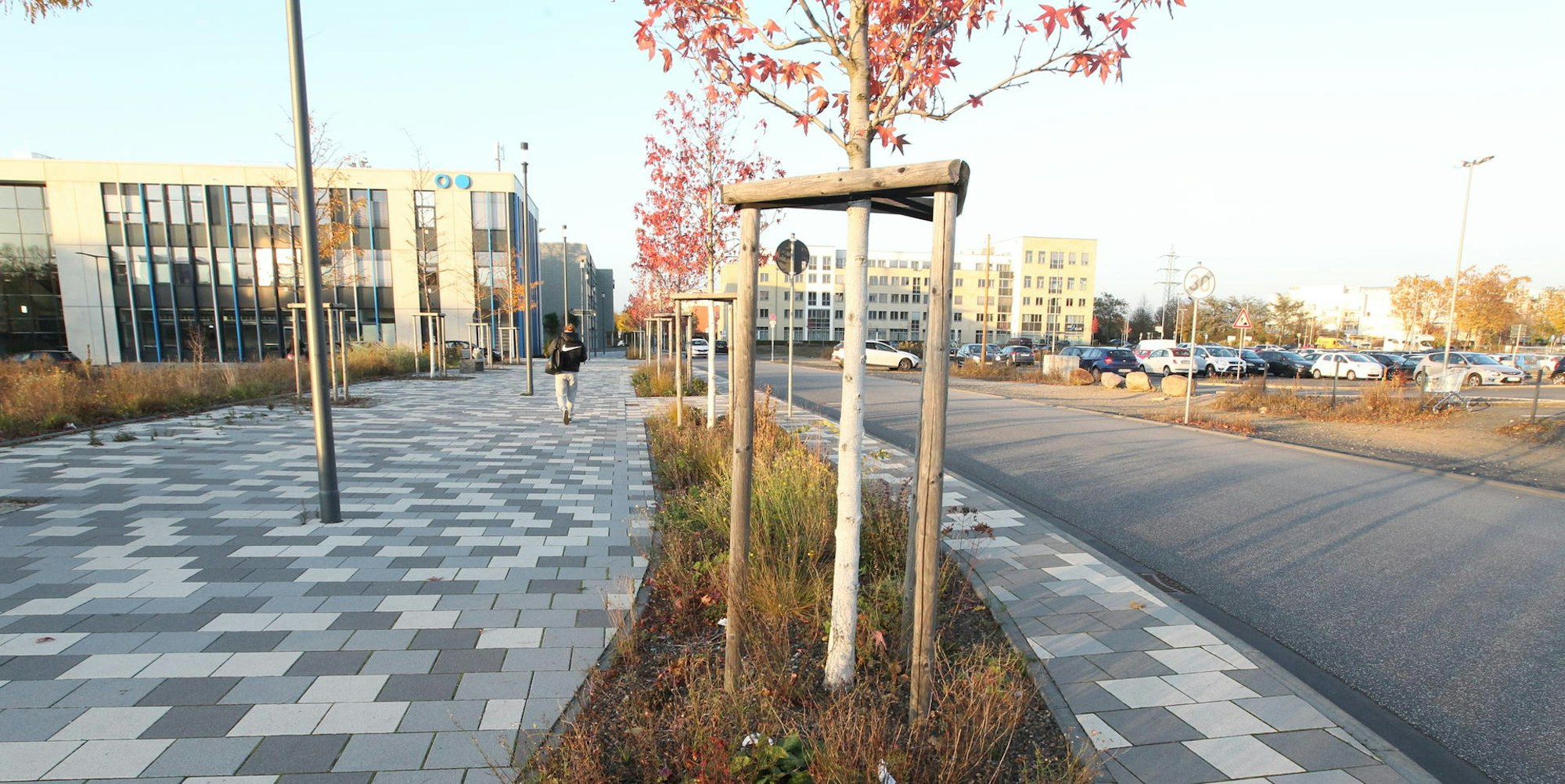 Sankt_Augustin_Baeume_Klimawandel