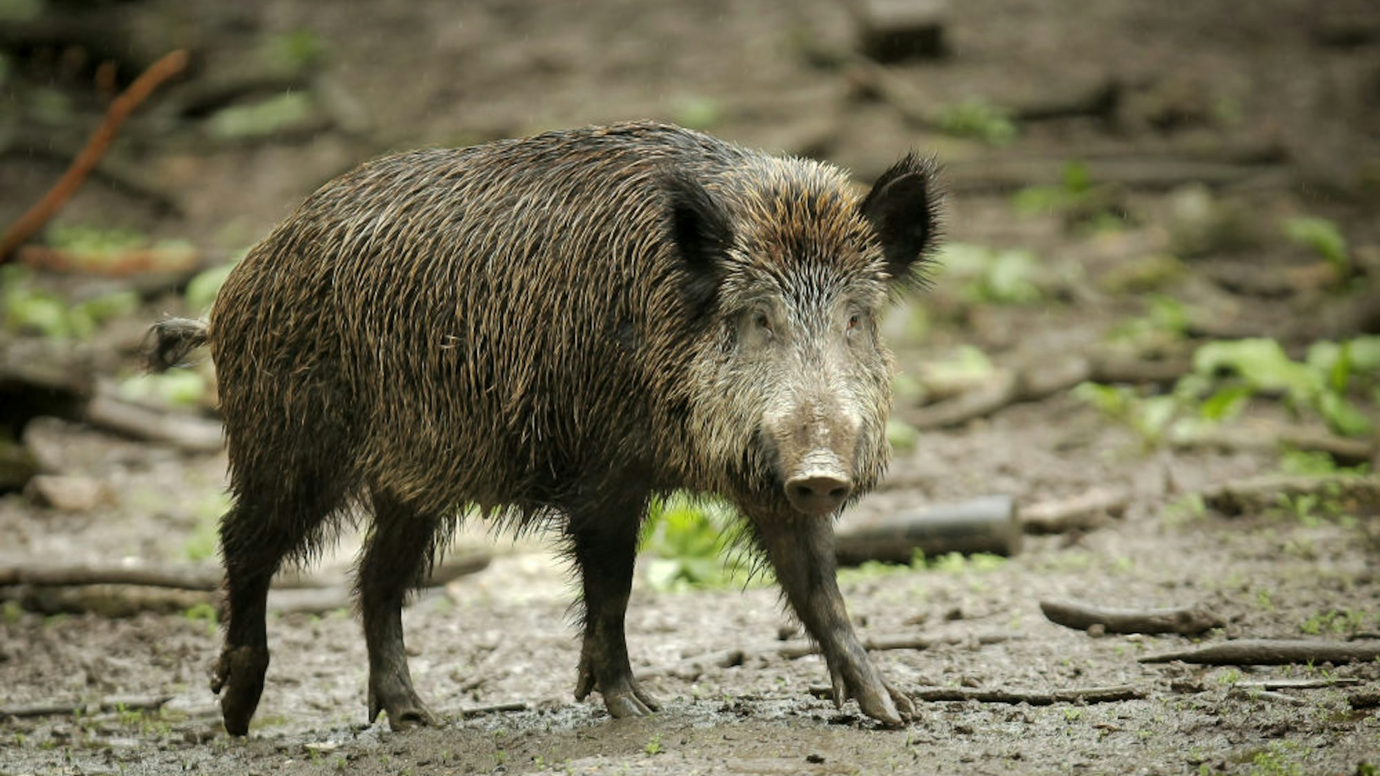Ein Wildschwein.