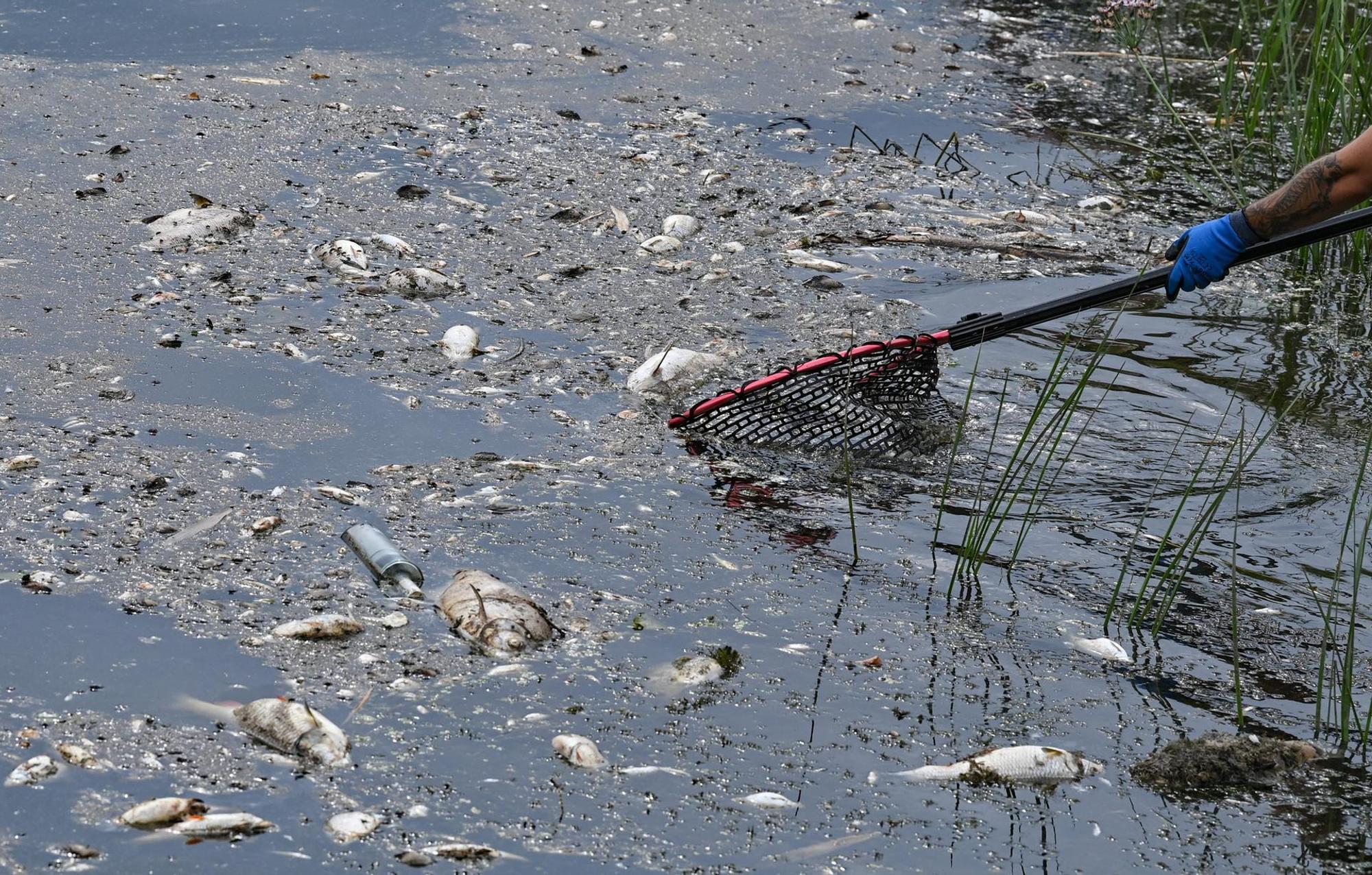 Fischsterben in der Oder_004