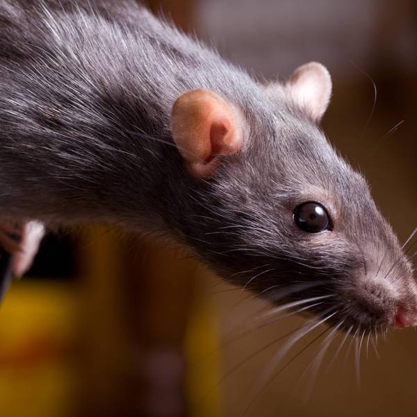 ratte_kopf_imago