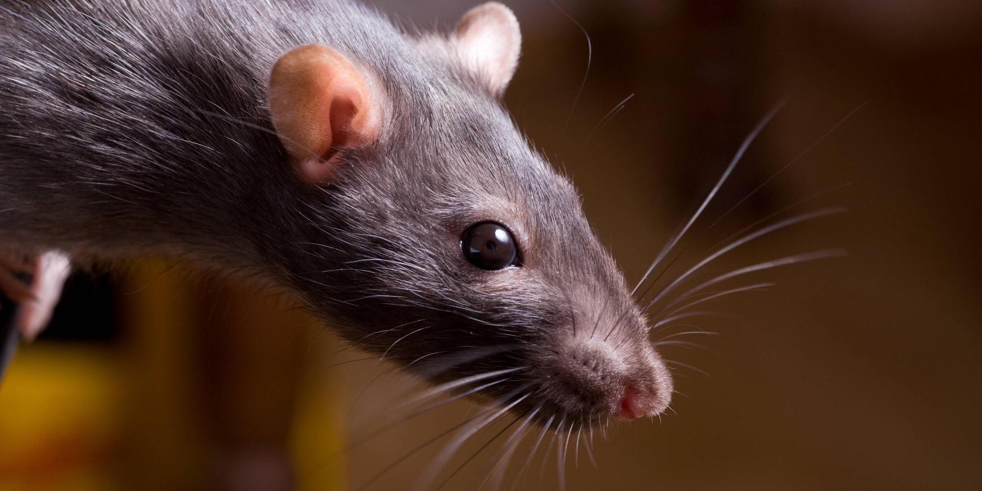 ratte_kopf_imago