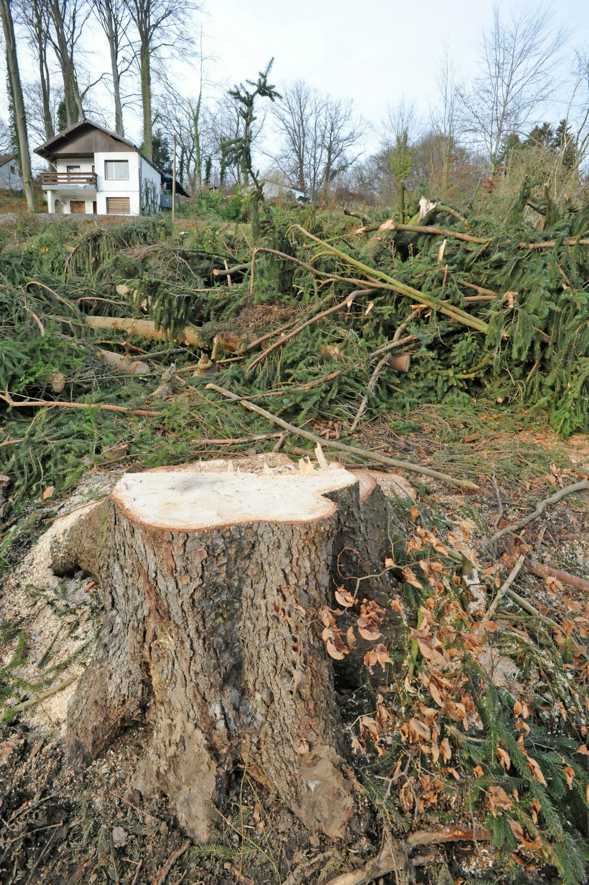 wu-diepental-fichten_(5)