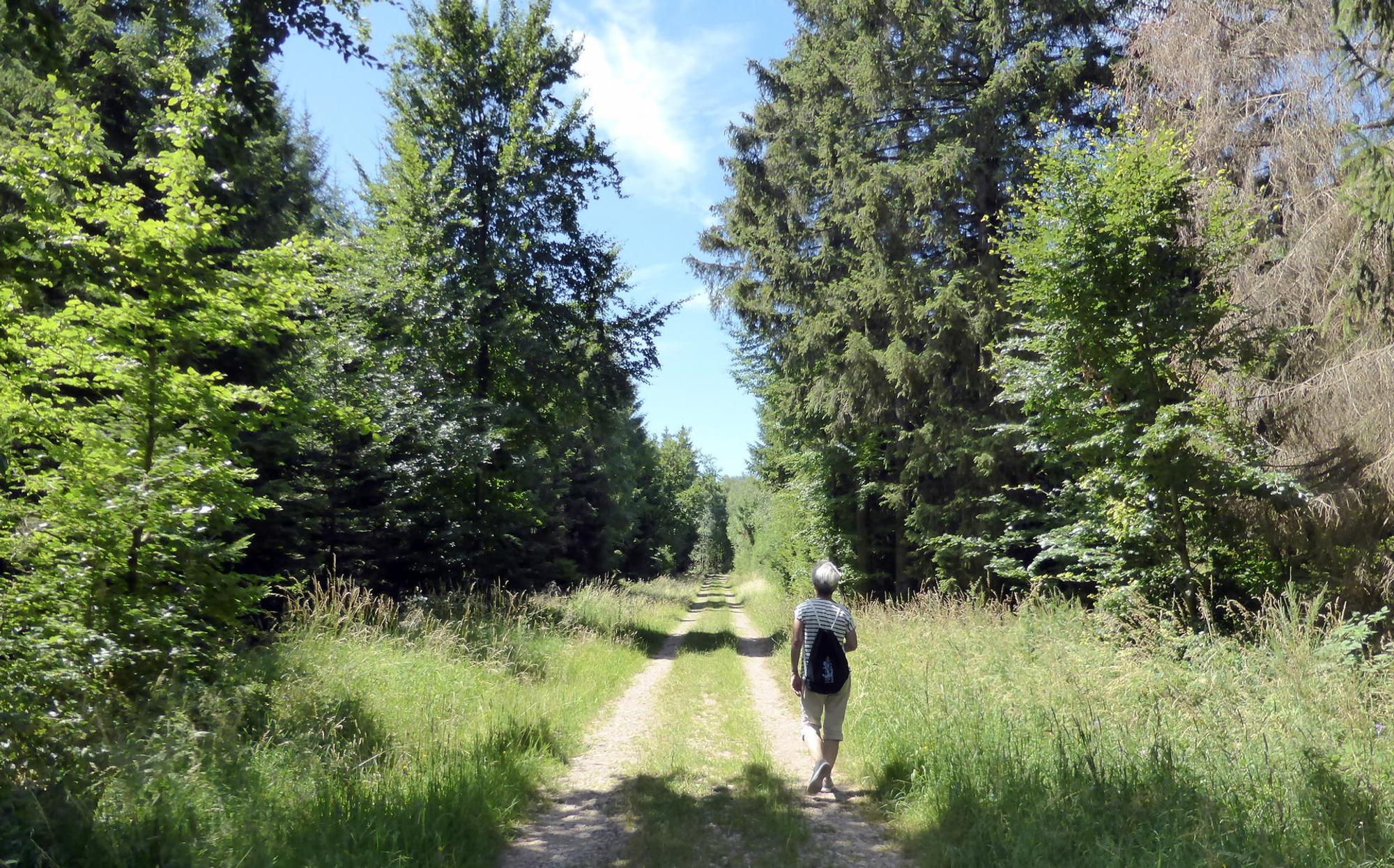 Marmagen Wald