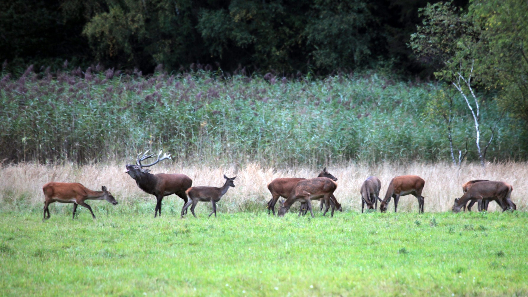 Königsforst Roland Neumann