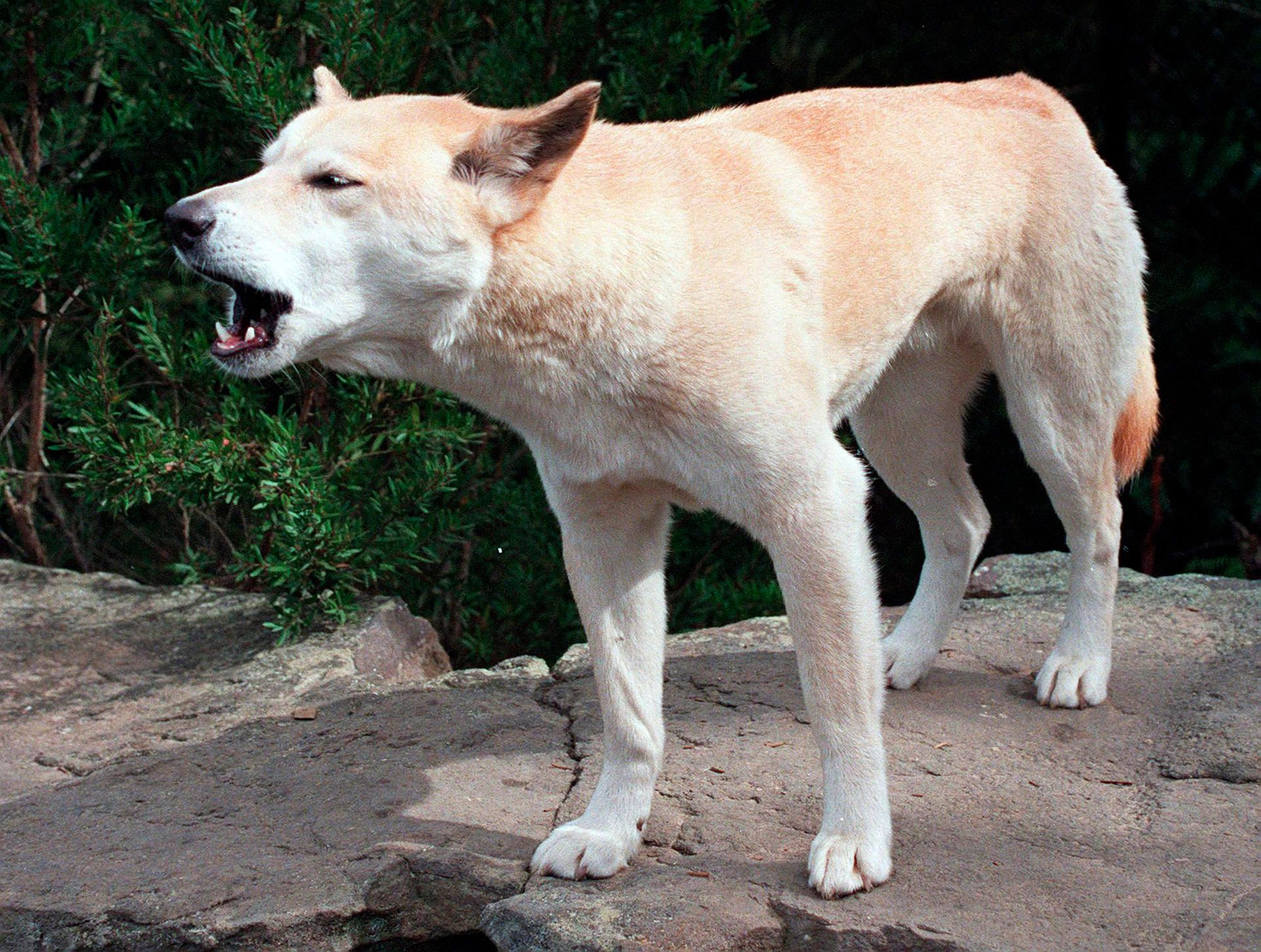 Australischer Dingo