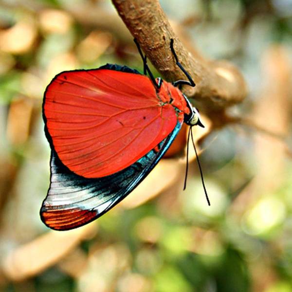 schmetterling „Eifalia Schmetterlingsgarten“ Ahrhütte