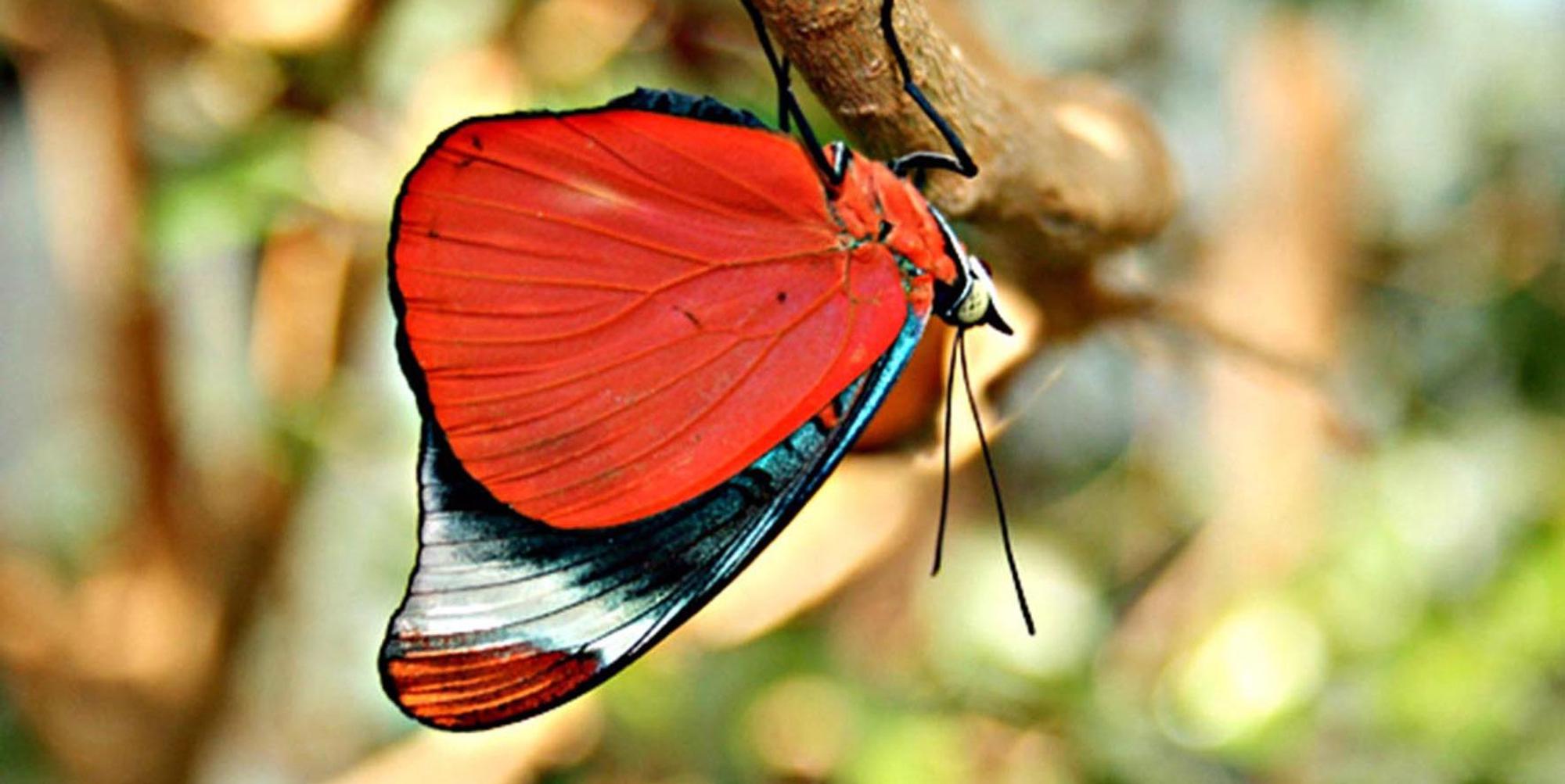 schmetterling „Eifalia Schmetterlingsgarten“ Ahrhütte